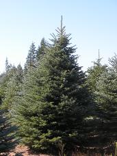 Colorado Spruce